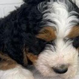 Goldendoodles and Poodles from Houston Texas Doodles