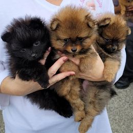 Pomeranian Puppies from YKnot Pomeranians