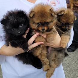 Pomeranian Puppies from YKnot Pomeranians