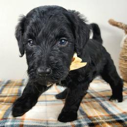 Rosemary - Black female Bernedoodle puppy in Temecula, California from Oodles O'Doodles
