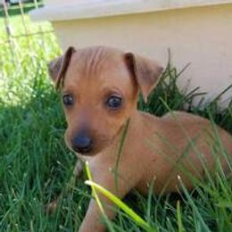 Miniature Pinschers from Em's Min Pins