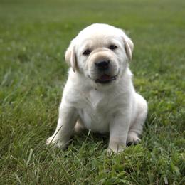 Miss Purple - Yellow female Labrador Retriever puppy in Morrill, Kansas from Grimm Girls Farm