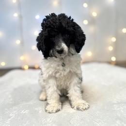 Wallen - Parti male Poodle puppy in Gainesville, Florida from Pipsqueak Mansion Poodles