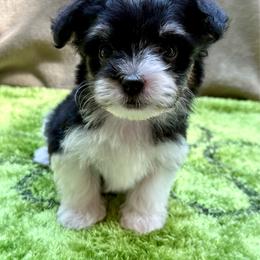 Clyde - Black and white male Havanese puppy in Wappapello, Missouri from Titanium Havanese LLC