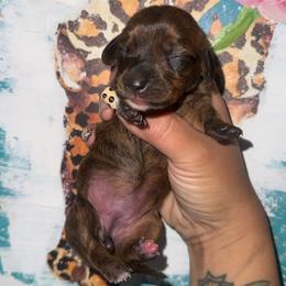 Daisy - Brindle female Dachshund puppy in Flora Vista, New Mexico from Hot Diggity Doxies of NM