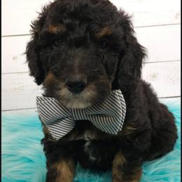 Bazooka - Black tri-color male Aussiedoodle puppy in Farley, Iowa from Iowa's Doodle Co.