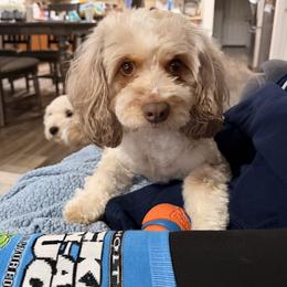 Zuri - Aussiedoodle