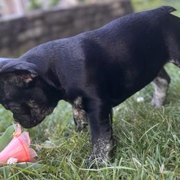 French Bulldog Puppies from Camarra King