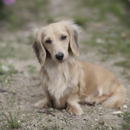 Jenny - Dachshund