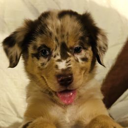 Boy 1 - Red merle male Australian Shepherd puppy in Pasadena, Maryland from Maple shore Aussies