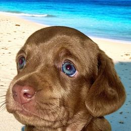 Dachshund Puppies from Montcorn Doxies