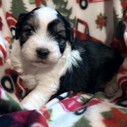 Patches - Black tri-color male Aussiedoodle puppy in Maysville, Missouri from Mini AussieDoodles on Meadow Lane