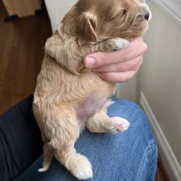Cavalier King Charles Spaniel and Cavapoo Puppies from CK Cavaliers