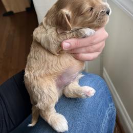 Cavalier King Charles Spaniel and Cavapoo Puppies from CK Cavaliers
