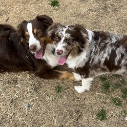 Australian Shepherds from Kamm's Aussies