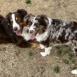 Australian Shepherds from Kamm's Aussies