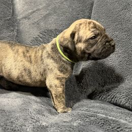Lime Collar - Brindle male Boerboel puppy in Manitowoc, Wisconsin from Mae Boerboel