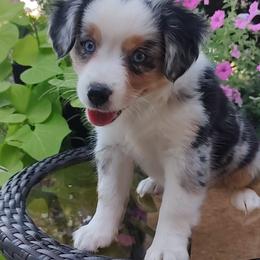 Brenda - Blue merle female Miniature American Shepherd puppy in Atwood, Illinois from Buck-Run Puppies