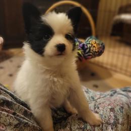 Boy 1 - White and black male Papillon puppy in Florida from Tammy's Papillon Playpen