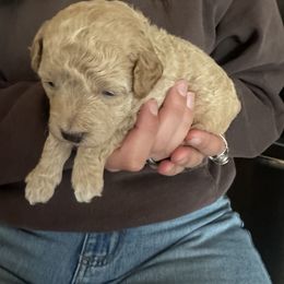Assorted Doodle Crosses Puppies from Kovalenko Poodles