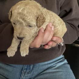 Assorted Doodle Crosses Puppies from Kovalenko Poodles