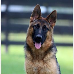 Willow - German Shepherd