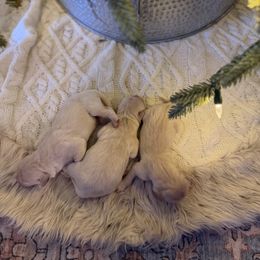 Female puppy pick 3 - Light golden female Golden Retriever puppy in Colville, Washington from Columbia Ridge Goldens