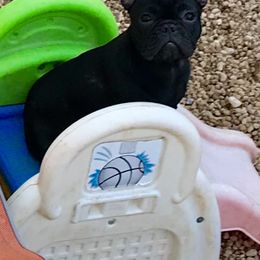 French Bulldog Puppies from BigStar French Bulldogs