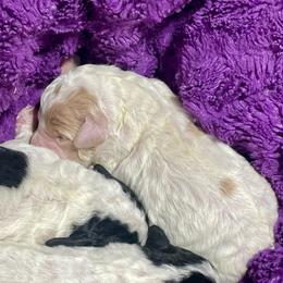 Girl 1 - Parti female Labradoodle puppy in Craig, Nebraska from Top Knot Companions Poodles and Labradoodles