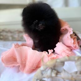 Baby Rasberry - Black female Pomeranian puppy in Sacramento, California from Carousel Poodles & Pomeranians