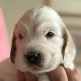Boy 3 - male English Cocker Spaniel puppy in Pembroke Pines, Florida from Bellaluna English Cockers