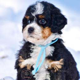 Light blue girl - Tri-color female Bernedoodle puppy in Waukesha, Wisconsin from Bernedoodle Boutique (and Cavapoos)