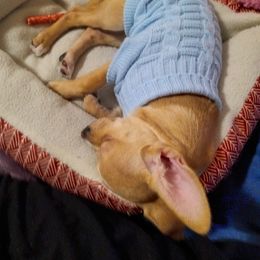 Chihuahua All Grown Up from Chi Angels