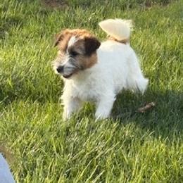 Airedale Terrier and Russell Terrier Puppies from Meadowaire Terriers