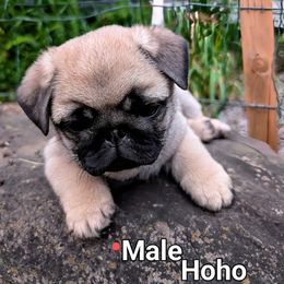 HoHo - Fawn male Pug puppy in Vernon, New York from Cydney & Co Pugs