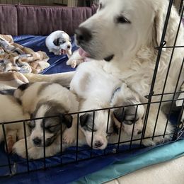 Great Pyrenees Puppies from Sugar Pine Pyrenees