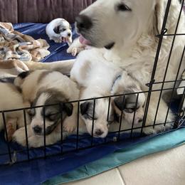 Great Pyrenees Puppies from Sugar Pine Pyrenees