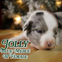 Miniature American Shepherd puppies from Rust Belt Farms