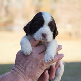 Purple - Liver and white female English Springer Spaniel puppy in Tabor City, North Carolina from Big Bay Kennels LLC