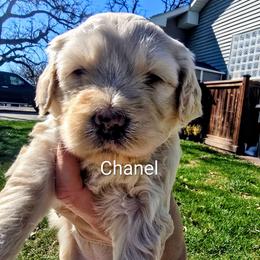 Chanel - Cream female Goldendoodle puppy in Red Oak, Iowa from Fisher Pups-Stay Golden with a Doodle