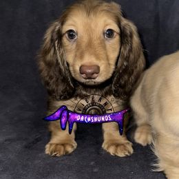 Grey collar - Chocolate and cream male Dachshund puppy in Turlock, California from Vibrant Dachshunds