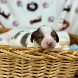 Mando - Dapple male Dachshund puppy in Three Rivers, Michigan from Michiana Dachshunds