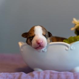 Border Collie, Papillon, Sporty Mix, and Whippet Puppies from Old Hemp Border Collies / Open Horizon Sport Dogs