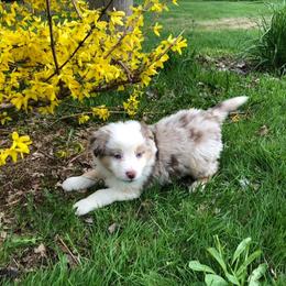 Australian Shepherd Puppies from Bear Pond Aussies