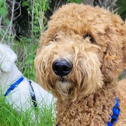 Goldendoodles from Honey's Golden Doodles
