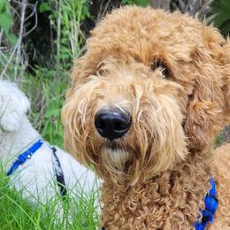 Goldendoodles from Honey's Golden Doodles