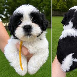 Boy yellow collar - Black and white male Shih Tzu puppy in Pennsylvania from Luxe Shih Tzu Boutique