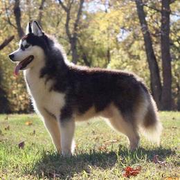 Zorro - Siberian Husky