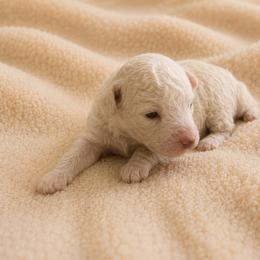 Girl 1 - Cream female Poodle puppy in Eckert, Colorado from High Desert Poodles