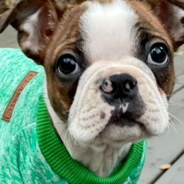 Boston Terrier All Grown Up from Sequoia Bostons and Danes